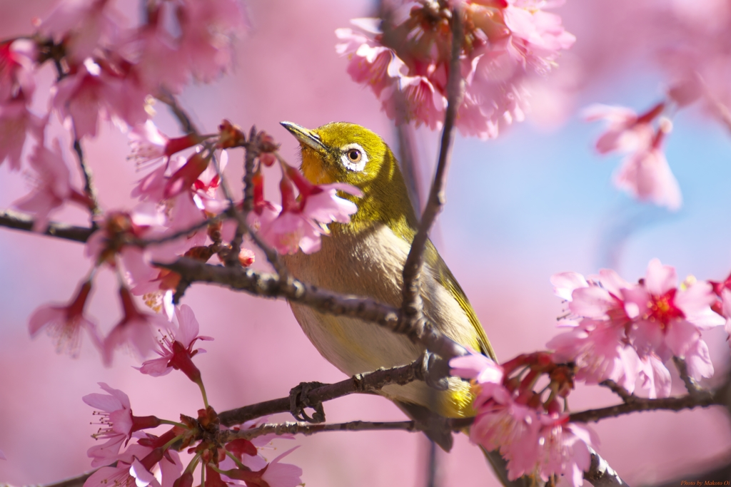 桜に包まれて