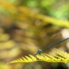 シダの森