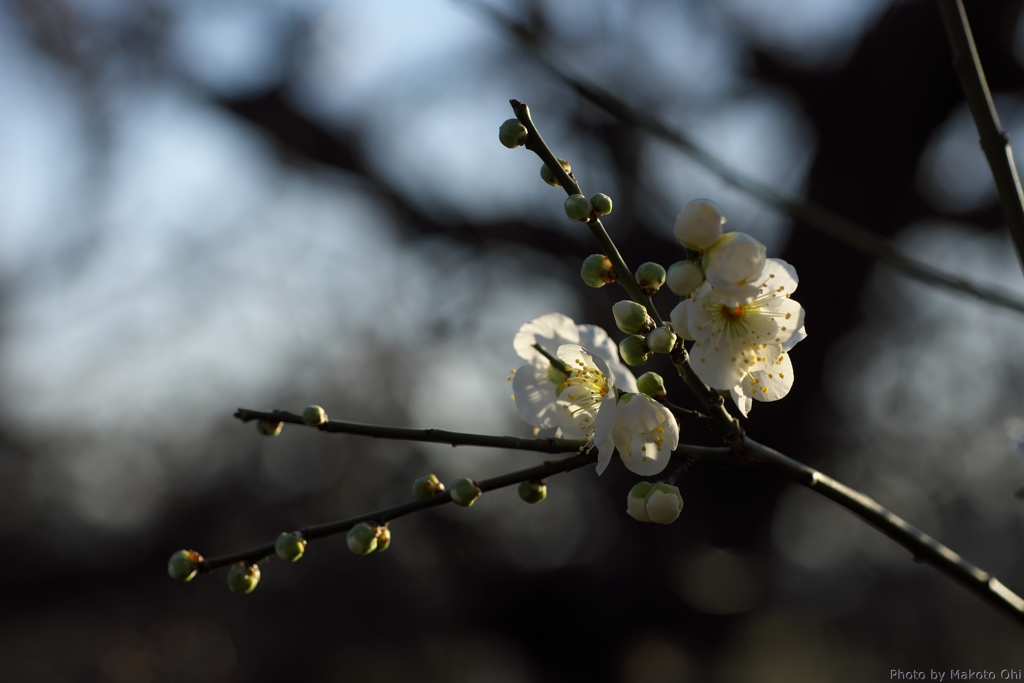 朝陽を受ける白梅