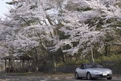 くろんど池の桜と愛車