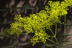 Golden lace