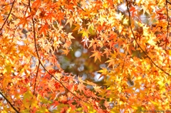 紅葉の隙間