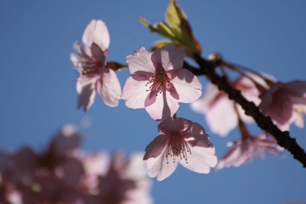 輝く桜