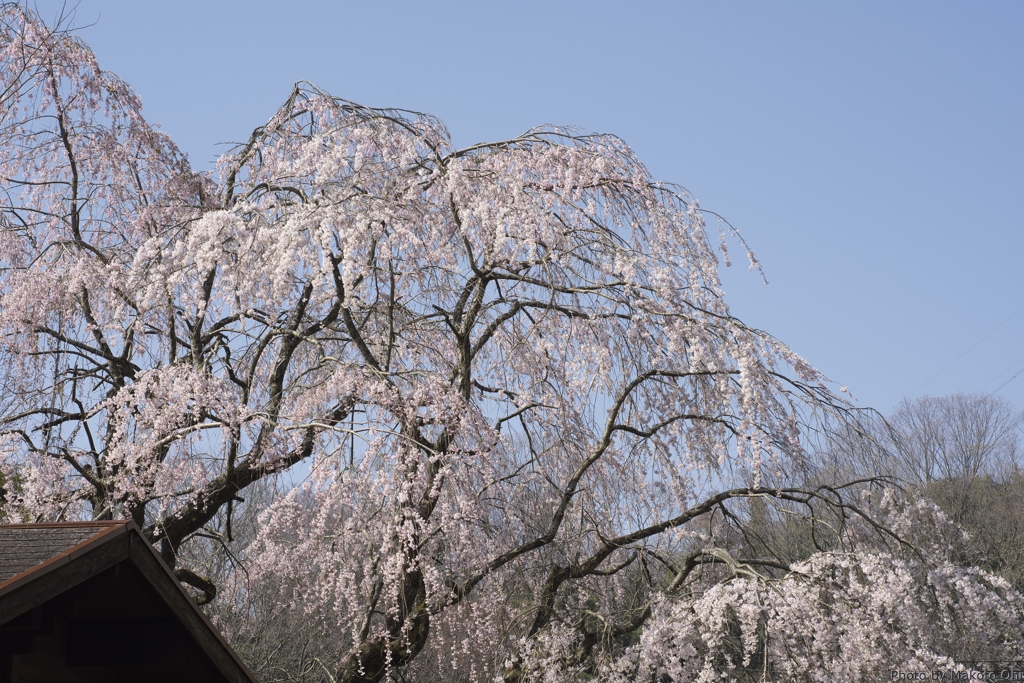 なかなか立派な枝垂れ桜