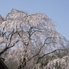 なかなか立派な枝垂れ桜