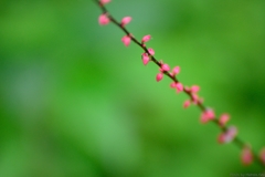 寿