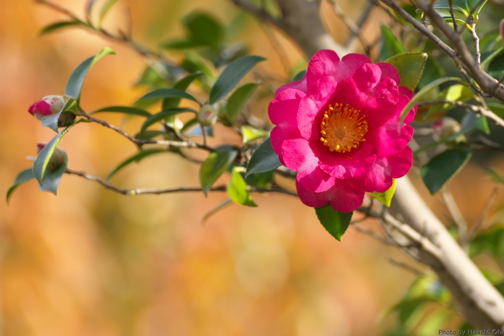 山茶花