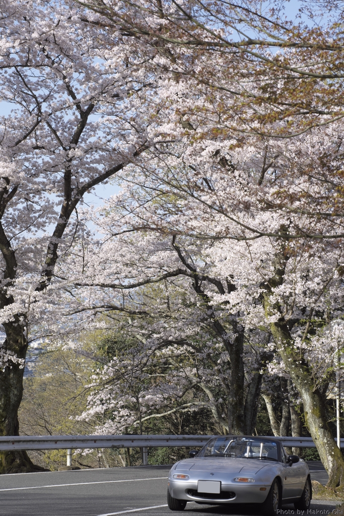 桜＆愛車　～奈良奥山ドライブウェイにて～
