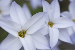Spring starflower