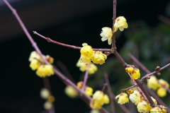 Japanese allspice