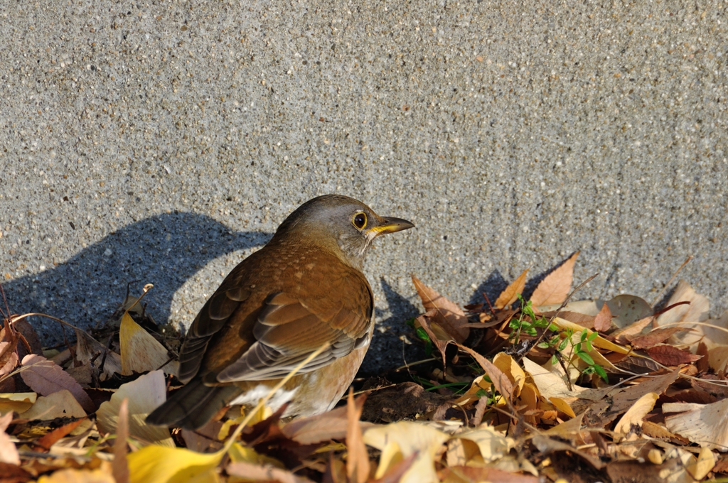 最後に鳥さんを