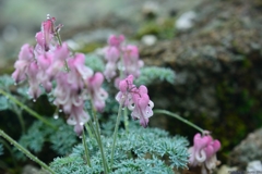高嶺の花