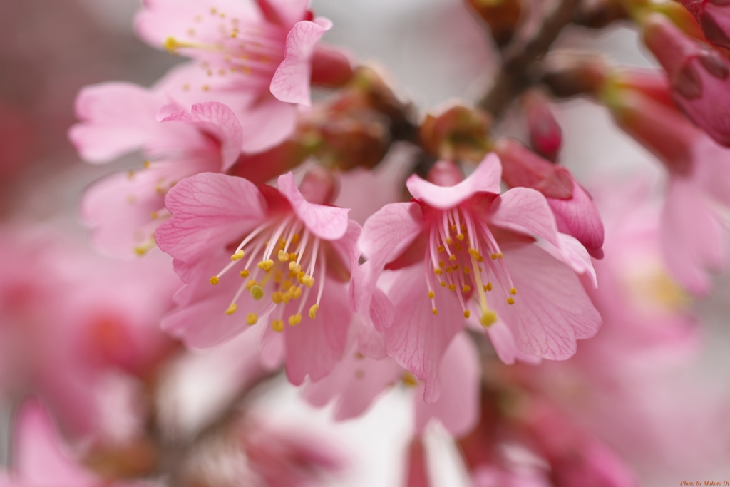 オカメ桜も咲きだして