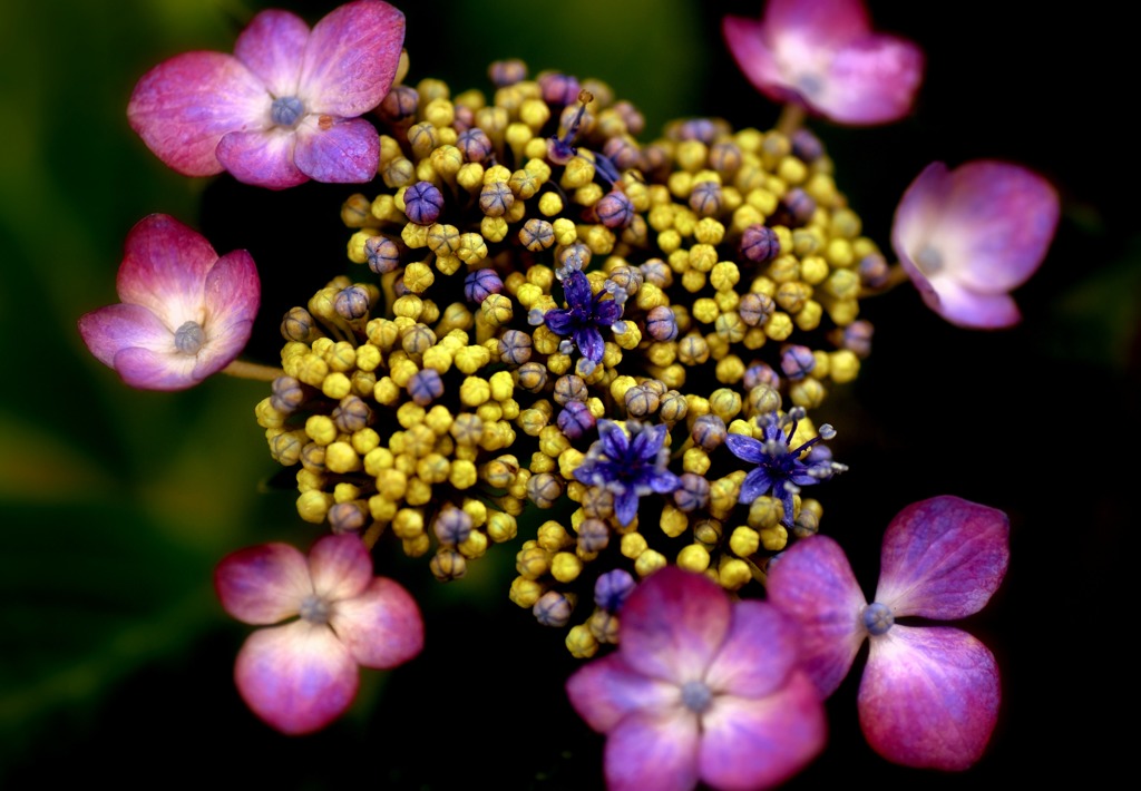 紫陽花