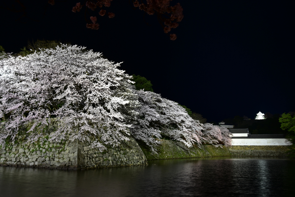 夜桜