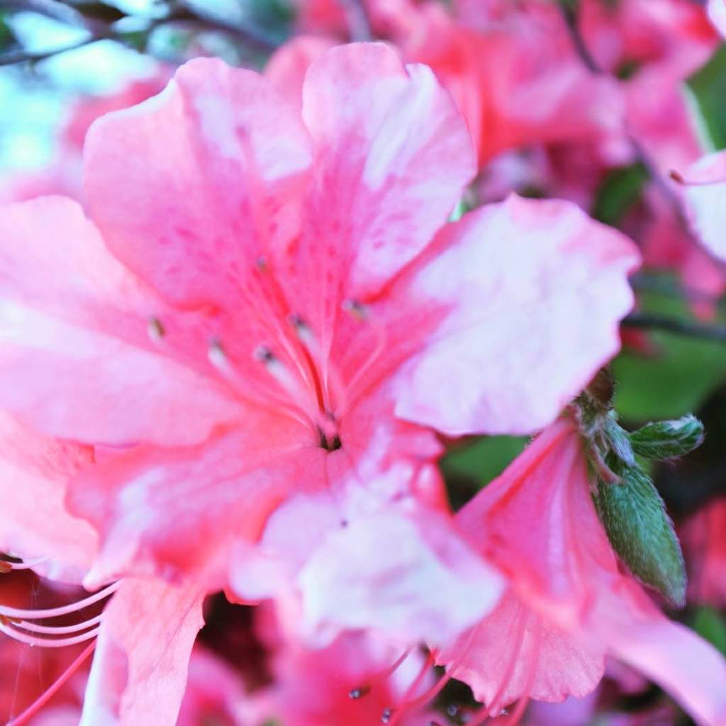 なんの花かな？(無知)