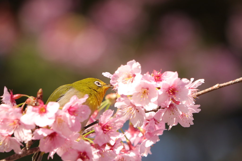 桜にキッス