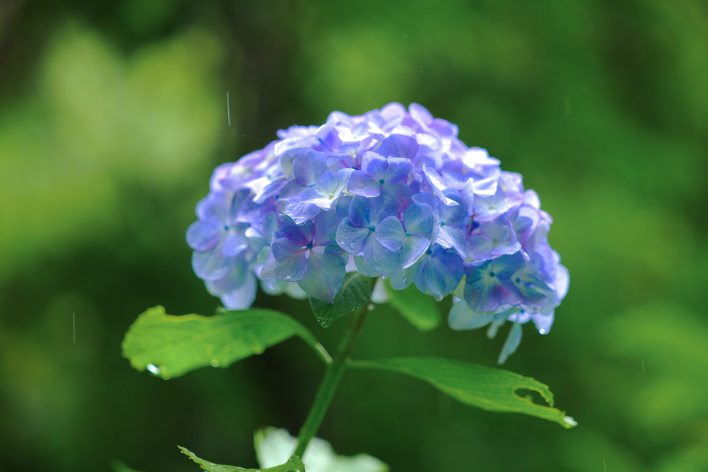 Perl blue