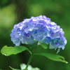 Perl blue