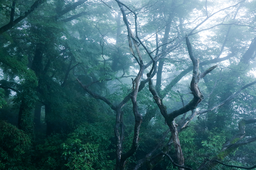 Mysterious　Forest