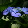紫陽花の涙