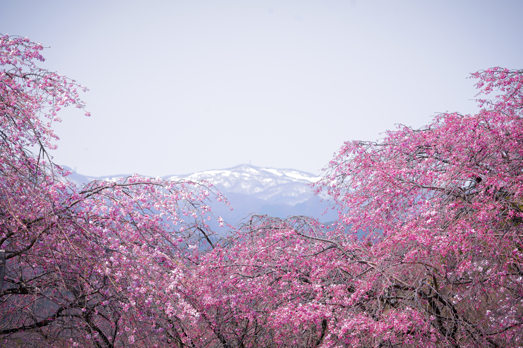 春に包まれて