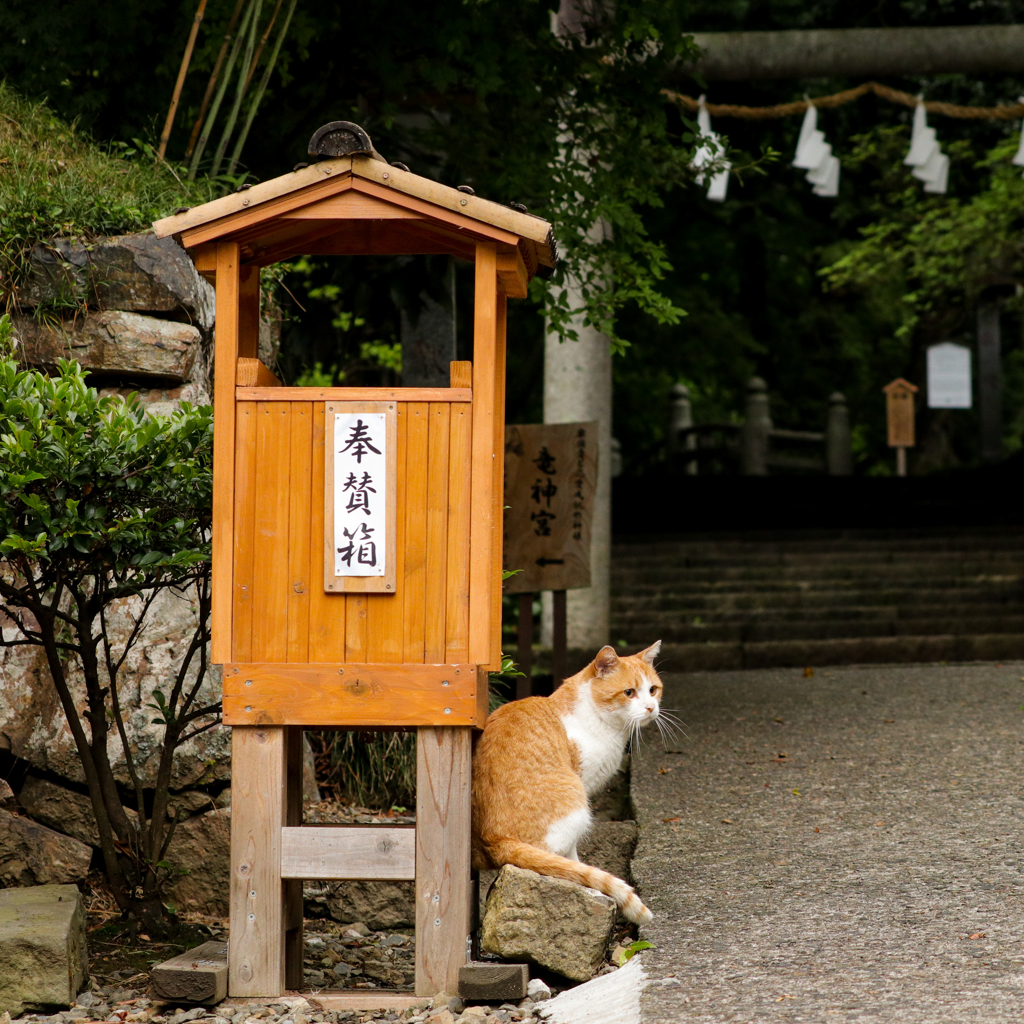 いらっしゃいませ。