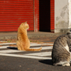 カラーコーン！ ねこ！ ねこ！