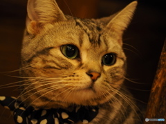にゃんこ