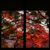 autumn frame