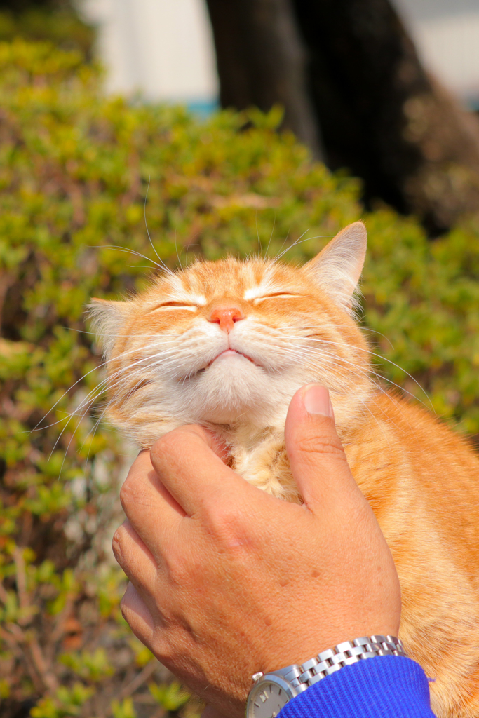 平成は、にゃんに始まりにゃんに終わり