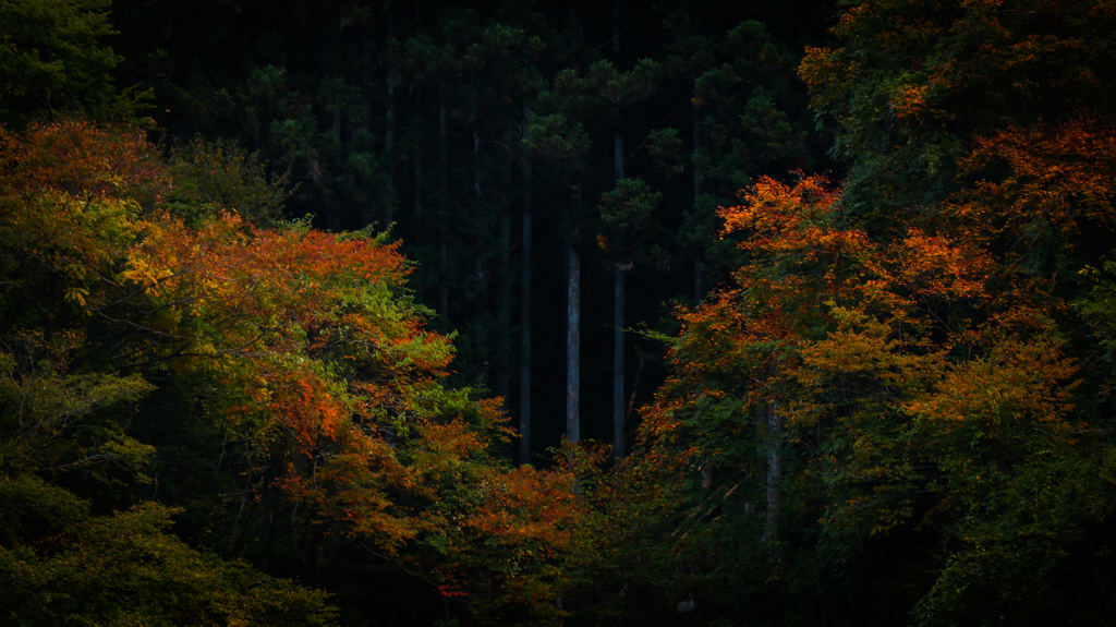 山粧う