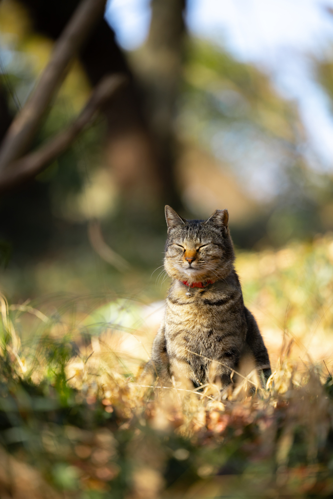 小春猫日和