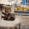 見たな
