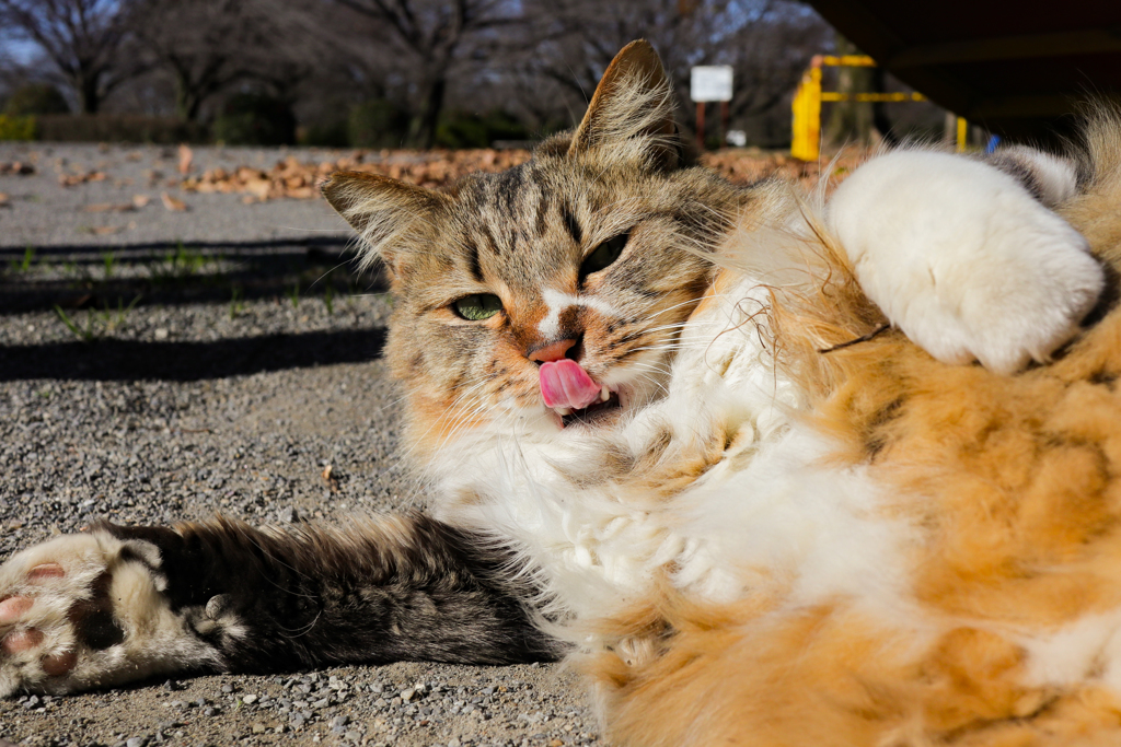 おっさん猫 By まつもも Id 写真共有サイト Photohito