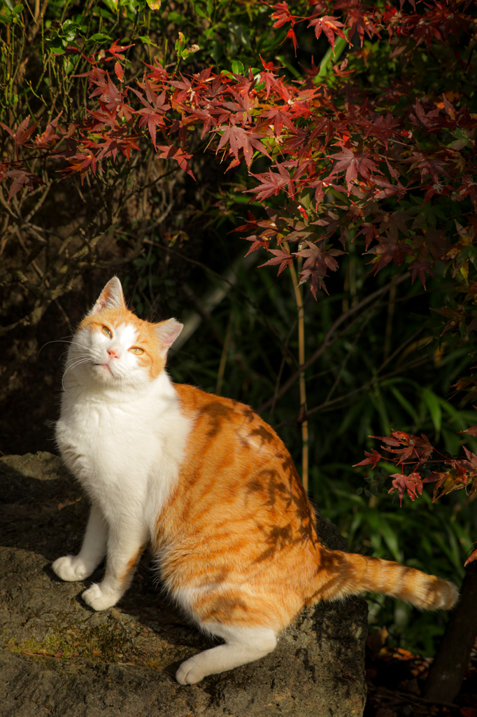 紅葉と猫②