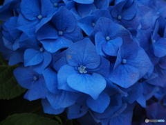 紫陽花