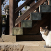 ねこでら③