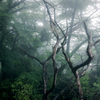 Mysterious Forest