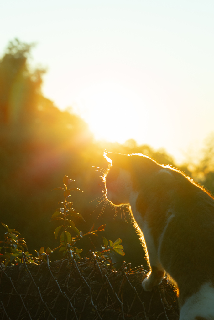 あさ、ねこ