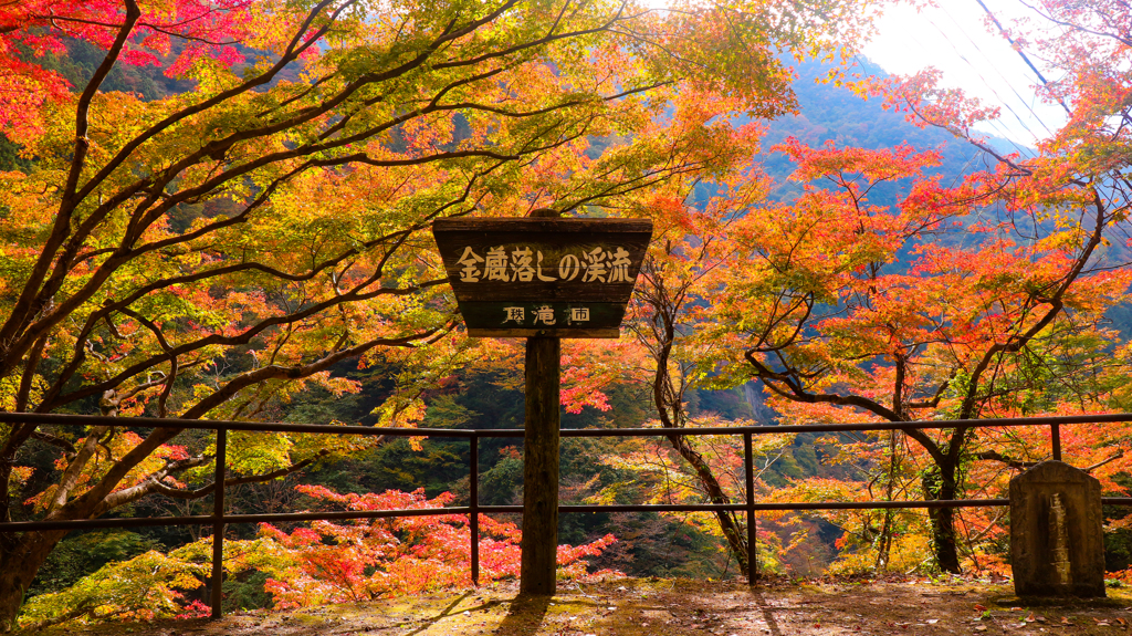 金蔵落しの紅葉