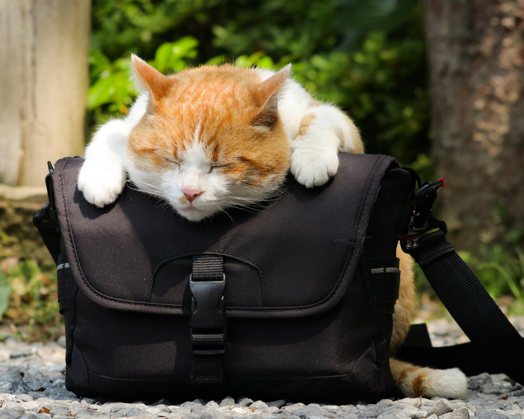Zzz…