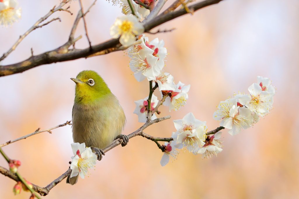 春みつけた