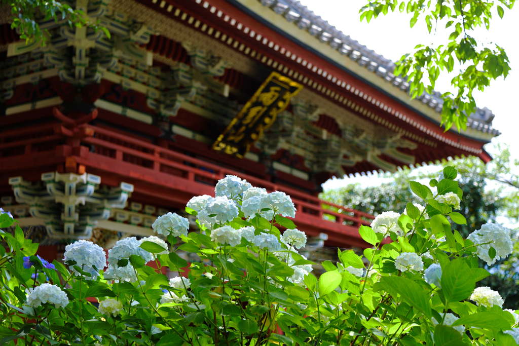 紫陽花と雨引観音