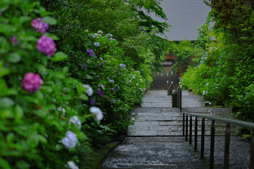 静寂と紫陽花
