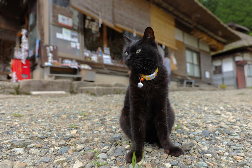 店番中にゃん