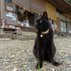 店番中にゃん
