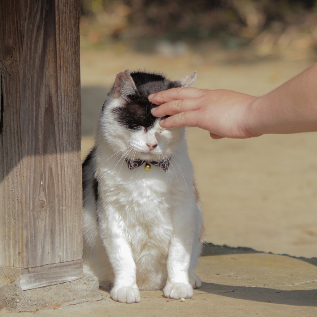 「さわってください」