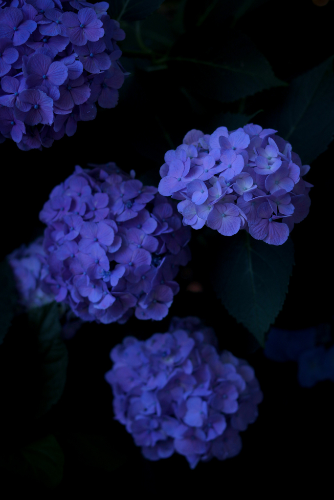 Blue Hydrangea