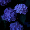 Blue Hydrangea